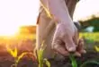Agronomist inspects corn leaves in the field, checking crop health and spotting issues early for stronger harvest results.