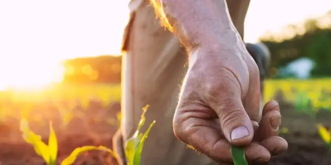 Agronomist inspects corn leaves in the field, checking crop health and spotting issues early for stronger harvest results.