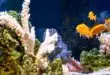 A freshwater aquarium filled with various coral reefs, stones, and orange fishes. The aquarium has a wooden build.