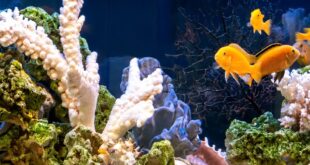 A freshwater aquarium filled with various coral reefs, stones, and orange fishes. The aquarium has a wooden build.