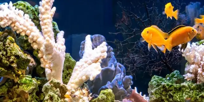 A freshwater aquarium filled with various coral reefs, stones, and orange fishes. The aquarium has a wooden build.