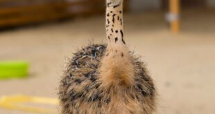 Four young ostrich chicks that still have their camouflage feathers. They are standing in a sandy farm area.