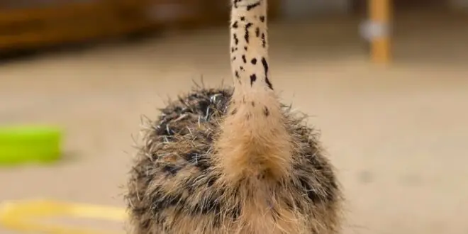 Four young ostrich chicks that still have their camouflage feathers. They are standing in a sandy farm area.