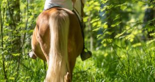a woman riding a brown horse along a grassy forest trail with tall green trees and a big tree trunk nearby.