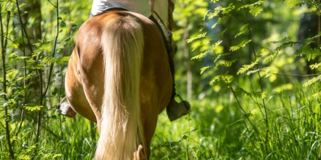 a woman riding a brown horse along a grassy forest trail with tall green trees and a big tree trunk nearby.