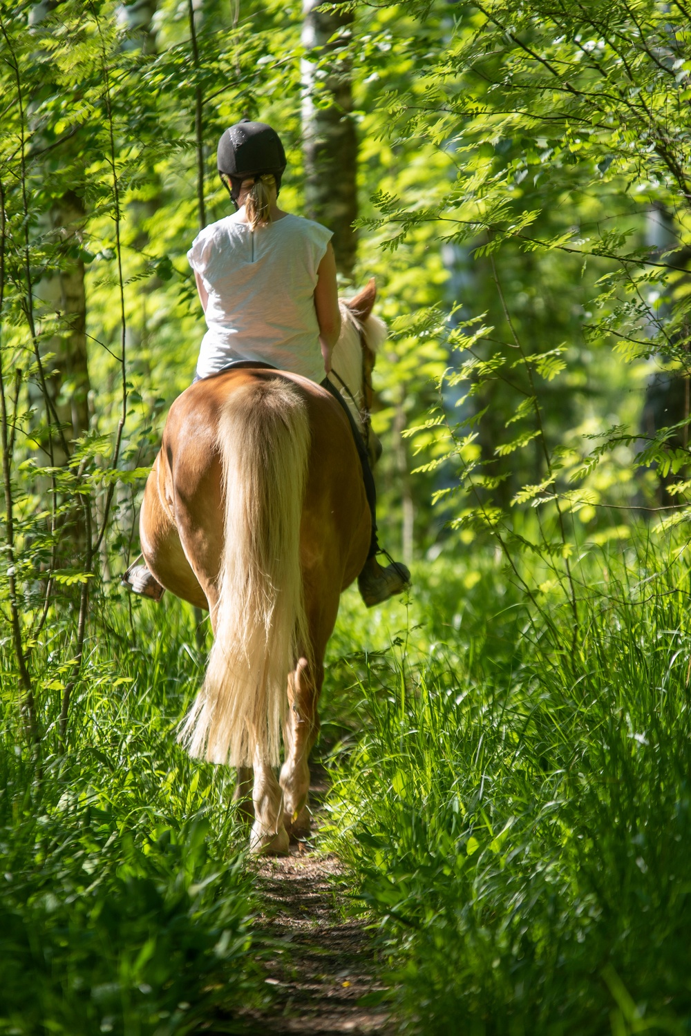 a woman riding a brown horse along a grassy forest trail with tall green trees and a big tree trunk nearby.
