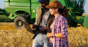 Two people standing in a wheat field and looking at a laptop, with a green combine harvester behind them.