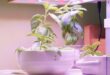 Basil plants growing in small hydroponic containers under bright LED grow lights on an indoor tabletop.