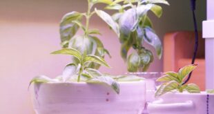 Basil plants growing in small hydroponic containers under bright LED grow lights on an indoor tabletop.