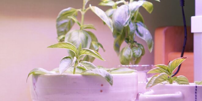 Basil plants growing in small hydroponic containers under bright LED grow lights on an indoor tabletop.