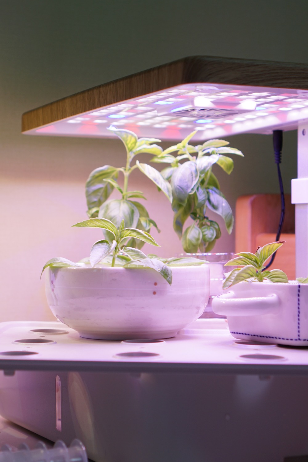 Basil plants growing in small hydroponic containers under bright LED grow lights on an indoor tabletop.